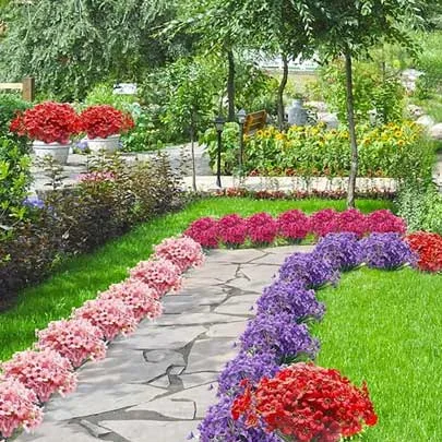 ایران چمن 11 7 1
