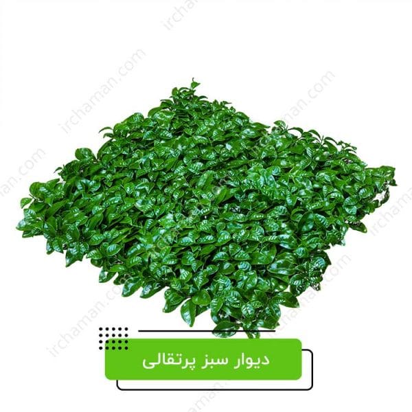 دیوار سبز پرتقالی