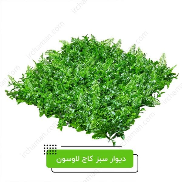 دیوار سبز کاج لاوسون